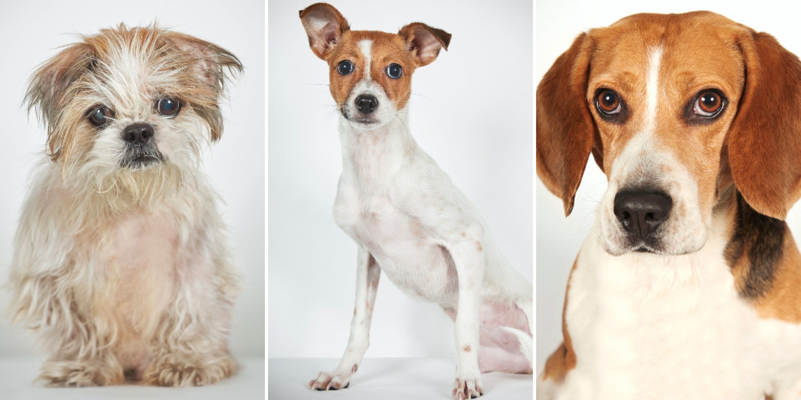 Huku Chan, Samantha, and Henry, photographed by Phibbs